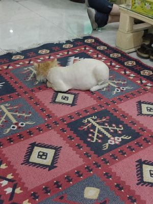 Lovely cat, just had surgery at Bayt Sara in Amman