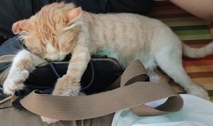  at Bayt Sara in Amman