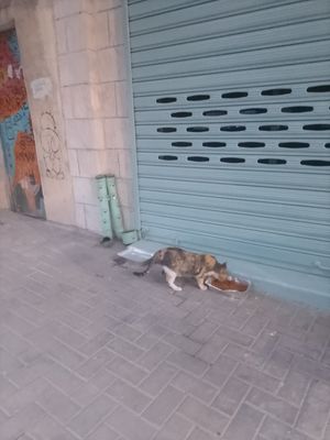  at Bayt Sara in Amman