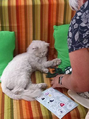  at Bayt Sara in Amman