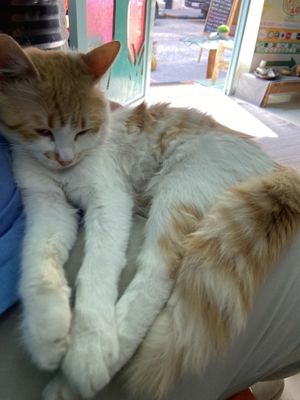 Gorgeous kitten   at Bayt Sara in Amman