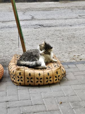   at Bayt Sara in Amman