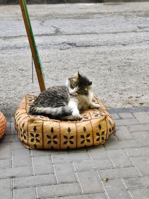  at Bayt Sara in Amman