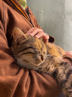  at Bayt Sara in Amman