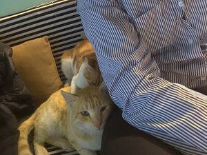 Mitsooo and Tigro, two lovely cats that always come sit with you at Bayt Sara in Amman