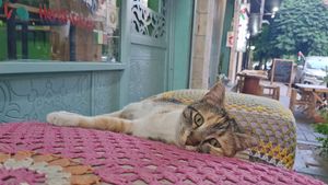 CAT! at Bayt Sara in Amman