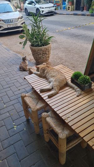 CAT at Bayt Sara in Amman