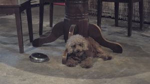  at Tin Tin Pizzas in Phu Quoc