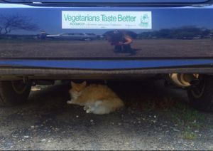 cats! at Bloodroot in Bridgeport