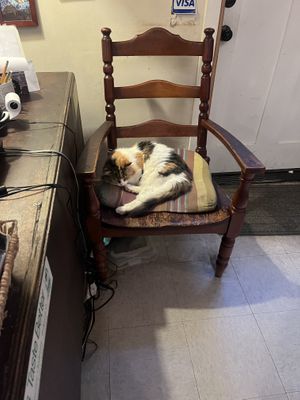 Cats!  at Bloodroot in Bridgeport