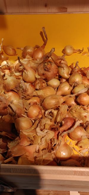Shallots at Biocoop Parmentier in Paris