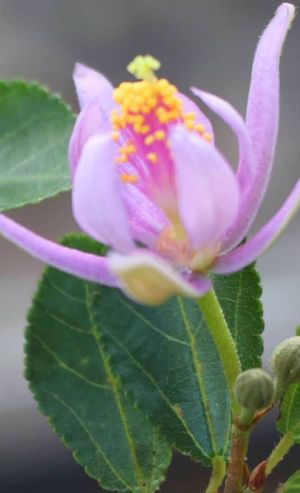 Edible flowers at Rotterdamse Munt in Rotterdam