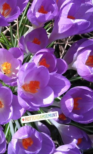 Voorjaar at Rotterdamse Munt in Rotterdam