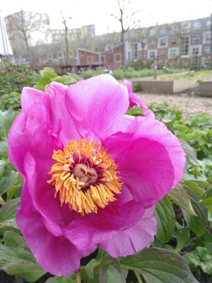 Edible flowers at Rotterdamse Munt in Rotterdam