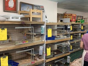 Lots of cages  at Save A Bunny in Mill Valley