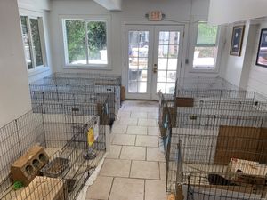 More cages at Save A Bunny in Mill Valley