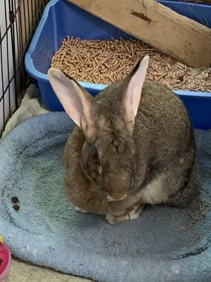 Some big ears at Save A Bunny in Mill Valley