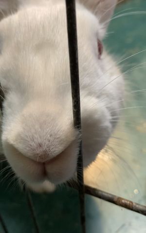 Dr. Bronner  at Save A Bunny in Mill Valley