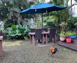 Chickens, of course. Don’t feed them! Squirt bottles are provided in case they get too aggressive or jump on tables. at Russell's by Eat Healthy Kauai in Wailua
