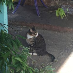 local fauna at Russell's by Eat Healthy Kauai in Wailua