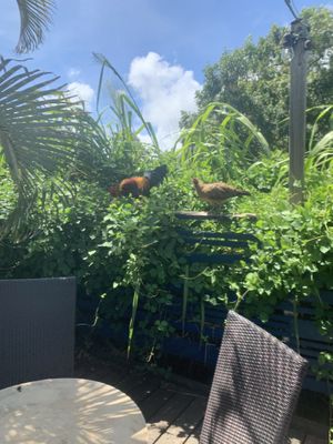 Chickens  at Russell's by Eat Healthy Kauai in Wailua