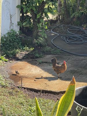 Hello chick  at Russell's by Eat Healthy Kauai in Wailua