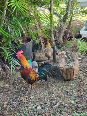 The restaurant and the wild chickens have a good relationship. It's very sweet. #Veganuary at Russell's by Eat Healthy Kauai in Wailua