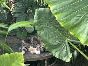   at Russell's by Eat Healthy Kauai in Wailua