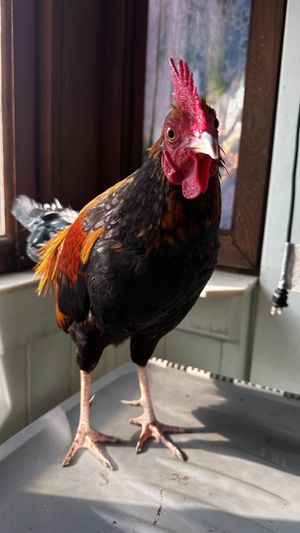   at Russell's by Eat Healthy Kauai in Wailua