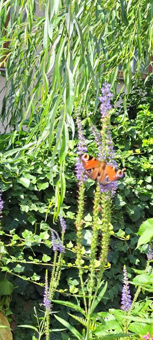  at Family Lorenz & Coffee House in Prague