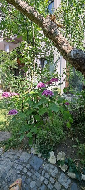  at Family Lorenz & Coffee House in Prague