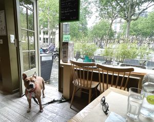 Our rescue dog hostess!  at apeti - Ségur in Paris