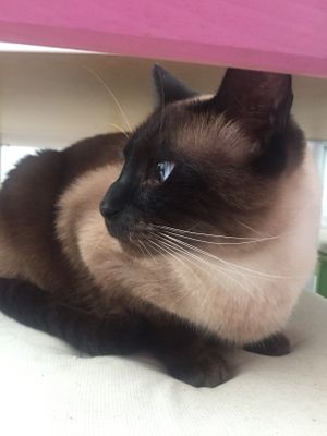 One of the beautiful cats that lives here  at Casa Divina in Tenerife