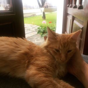 Another gorgeous cat that lives here  at Casa Divina in Tenerife