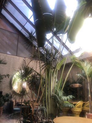   at Plantasia in Mexico City
