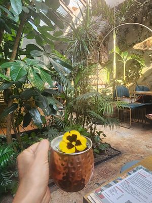 Bali Mule at Plantasia in Mexico City