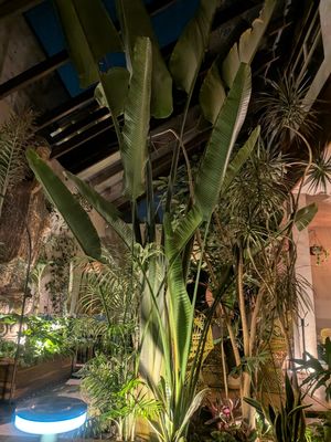  at Plantasia in Mexico City