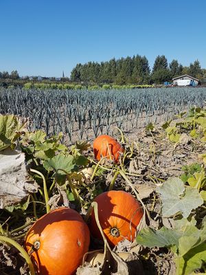 veganic farm Lincelam - pumkins and leeks at Bioboerderij Lincelam in Alveringem