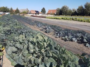 veganic farm Lincelam - cabbages at Bioboerderij Lincelam in Alveringem