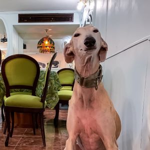 Dog Friendly at La Modernista in Madrid