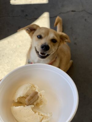 Bristol can’t wait for her Doggie Ice Cream at Idyllwild Ice Cream & Jerky in Idyllwild
