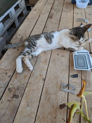 The gorgeous little kitten! 💖 at Sacred Lotus Cafe in Phnom Penh