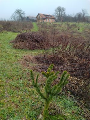 From the backyard  at Barabrith in Donji Budacki