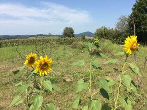 Sunflowers in the upper garden at Barabrith at Barabrith in Donji Budacki