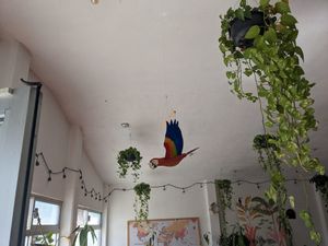 Macaw table represent at Tropical Kitchen Cabo in Cabo San Lucas