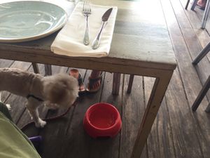 Dog friendly  at Xiringuito Escribà in Barcelona