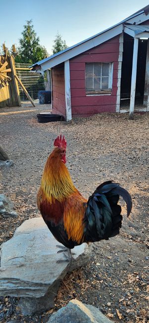 Rooster chilling near the patio tables at My Chosen Pizza in Victoria