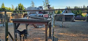 Just goats waiting for pizza, like they do at My Chosen Pizza in Victoria