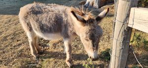 Hung out with this fella while waiting for our pizza at My Chosen Pizza in Victoria