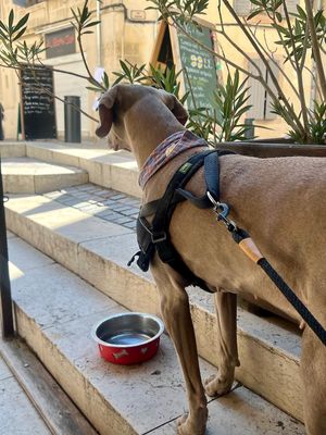   at Le VG D'Arles - La Cantine Végétale in Arles